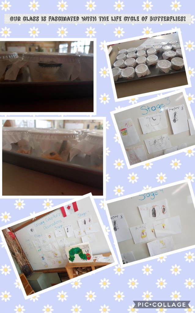 Ferndalerocks's tweet photo. The students in Mrs. Bussi's class have been learning about the life cycle of butterflies. They are documenting their observations of the caterpillars at each stage of development. #kBfd #butterflies #kindergarten https://t.co/DPj8SWqmVW