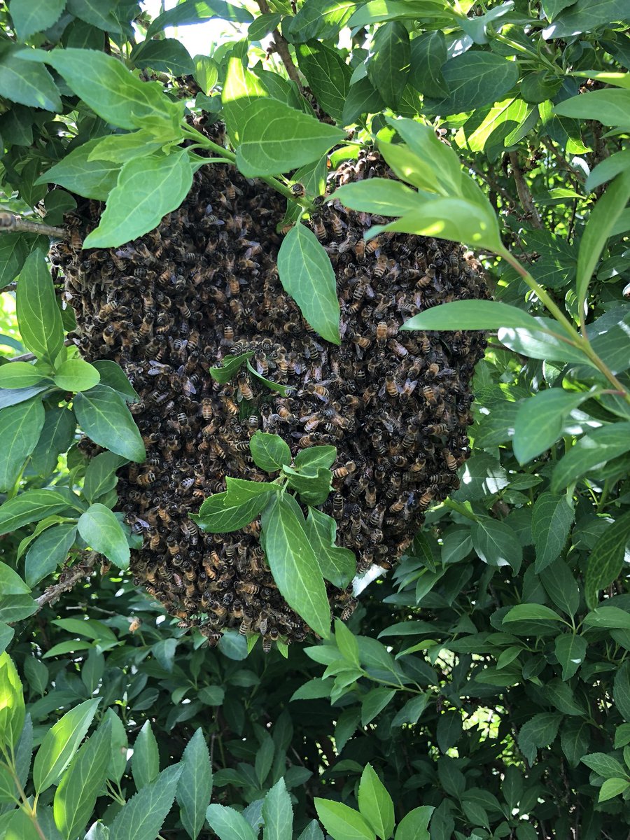 CCBeeCompany's tweet photo. Caught a swarm of bees earlier today. πππ
#beekeeping #honeybees #swarm #beekeeper #swarmcatching https://t.co/6DJp7iRlic