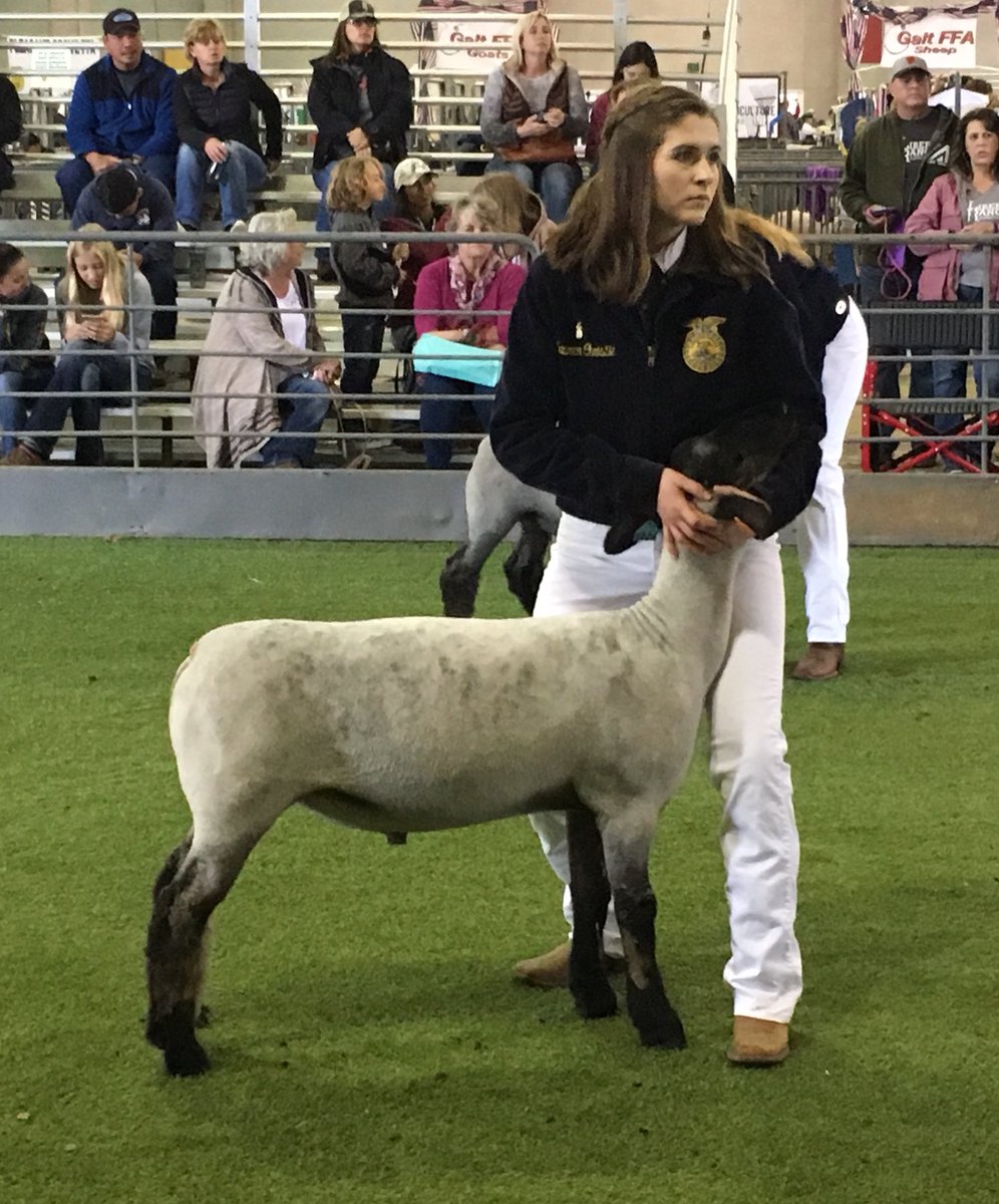 Delta FFA member Lauren Christie shows her lamb “George” at the Sac County Fair.  George was awarded Reserve Champion in breed. #FFA #DeltaHigh.