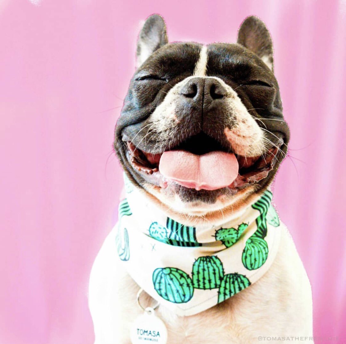 Happy Friday Creatives! We hope you’re out playing in the sun. We’re over here taking a break from curating our next pop-up by staring at cute pups online 😍. Stay tuned for summer pop-up details + enjoy the holiday weekend! | 📷: @tomasathefrenchie | #friday #tgif #friyay