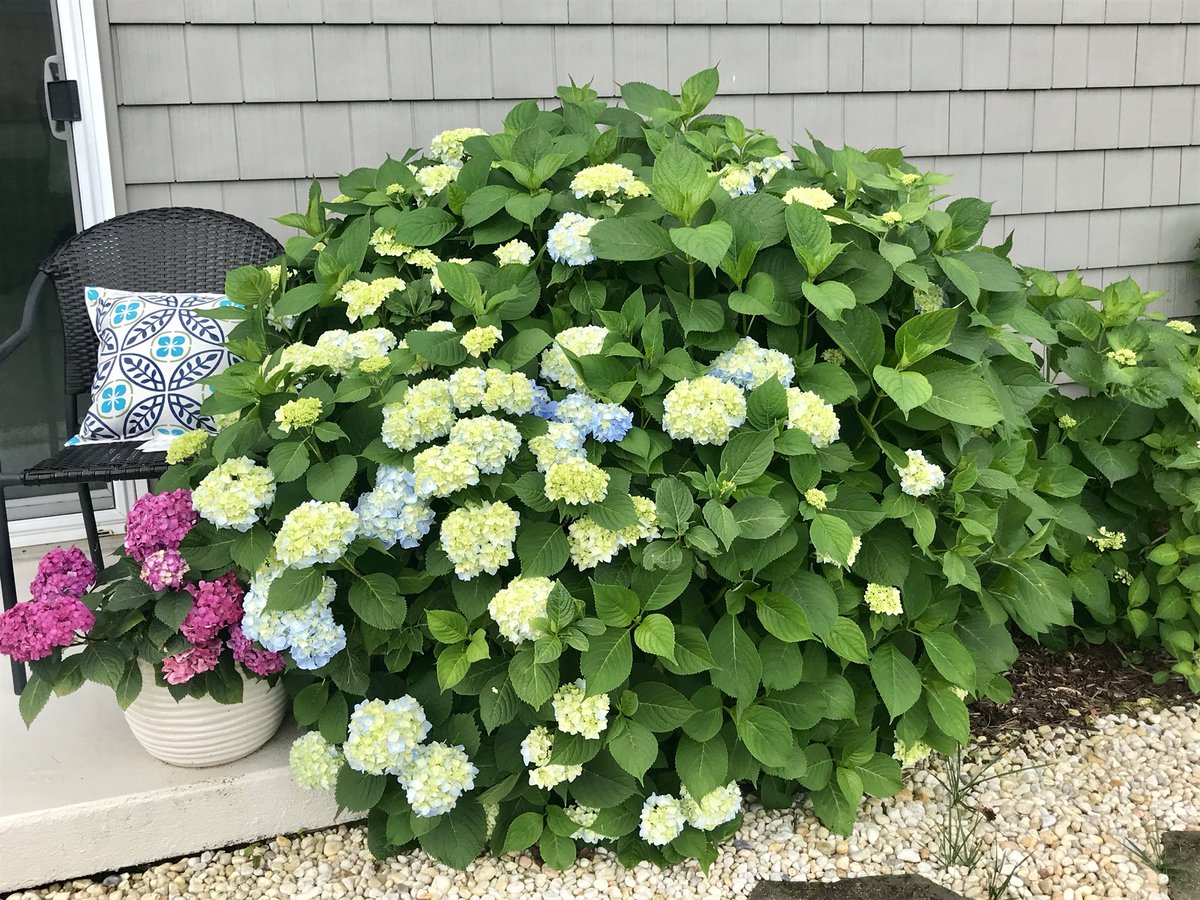 Aharpernc's tweet image. Happiness is a garden full of @ESHydrangeas #LifeInFullBloom