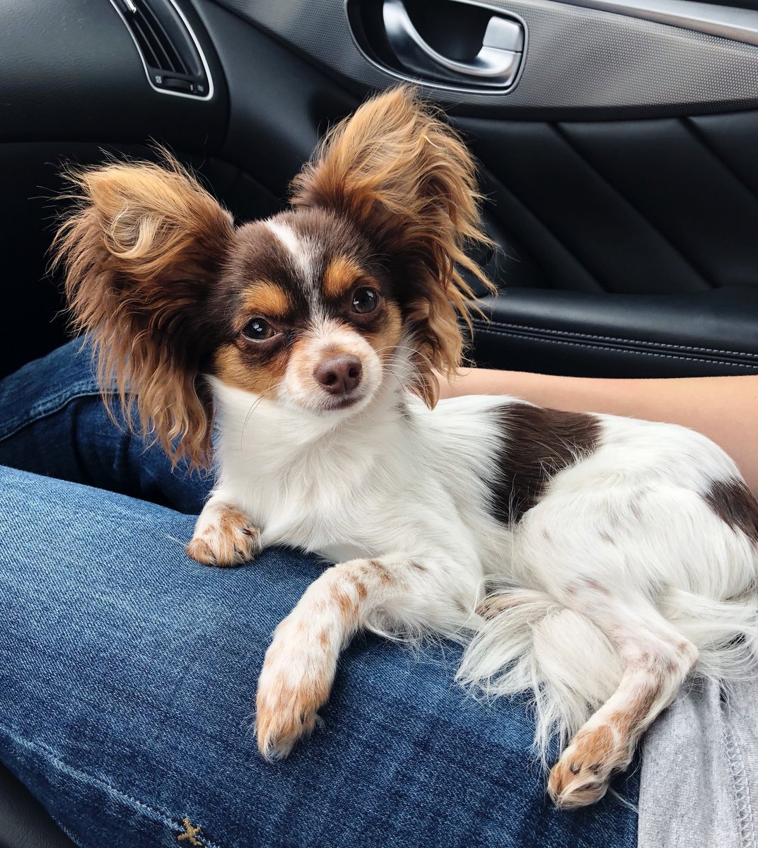 carsonlueders's tweet photo. Louie and I are going on a drive @louielueders 🚙🐶 HAPPY WEEKEND!! https://t.co/uR2vfw5BKt