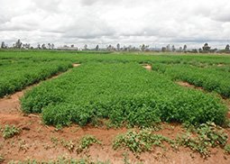 inifap's tweet photo. Eficiencia en el #Uso del #Agua de variedades de #Alfalfa con sistema de riego #Subsuperficial
https://t.co/2XcLkOufUL https://t.co/QLahm7ZPmm