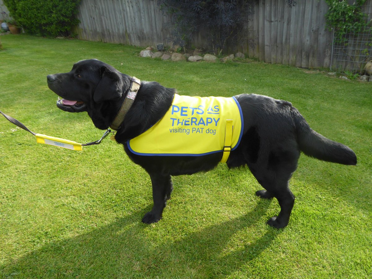 MerlinBlackLab's tweet image. Yay... I’ve passed my assessment to become a PAT Dog!
1st visit will be to a special needs school. Can’t wait to meet the children x #petsastherapy #therapydog