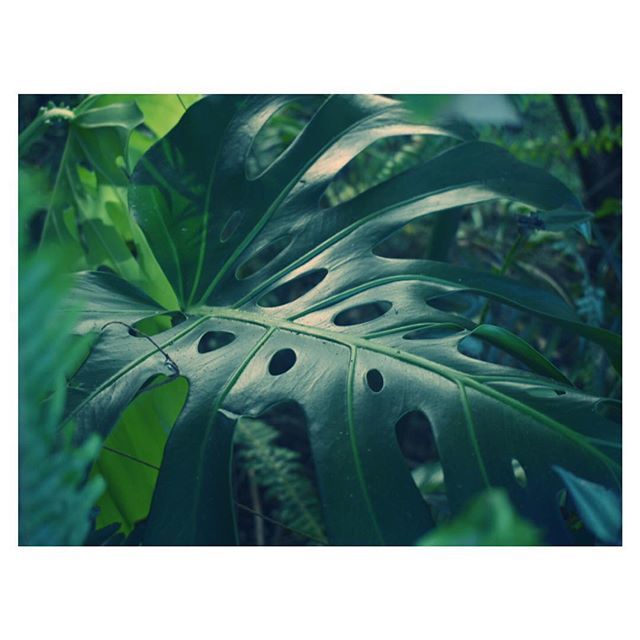 AngelAlchemy1's tweet photo. Happy Friday! It’s so nice to be back on Maui surrounded by gorgeous nature. I’ll be creating a lot these next few weeks and I’m open to a few custom orders during this time so hit me up if you have any questions. Alohaaaaaa! 
___________________________… https://t.co/sYffi0suCh https://t.co/tlBoJ19sEy