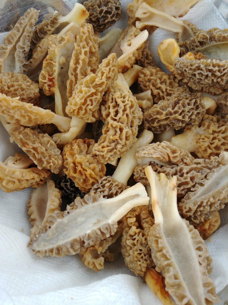 Redemption after my failed trip to morel mushroom festival last weekend
