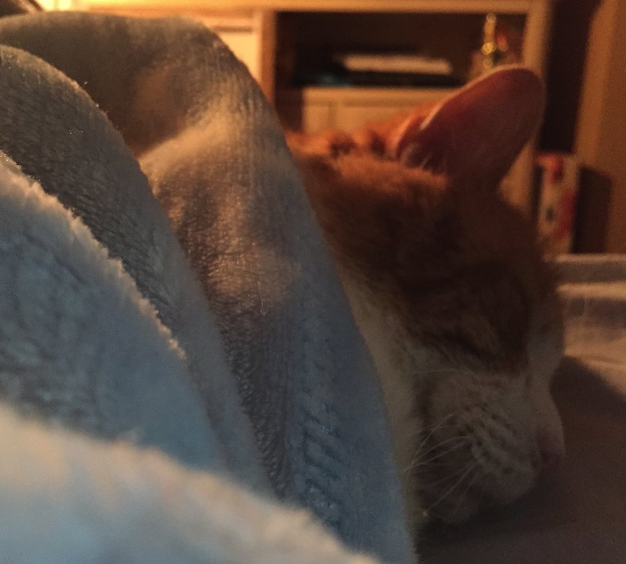ginalou's tweet photo. My sweet little Louie went off on his next adventure this morning. He was 19 years old and it was an honor to be his person for 8 wonderful years. I don't know what I would have done without him these past 7 months since my Mom died. He's my hero. #adorables https://t.co/6hBy8pa5Es