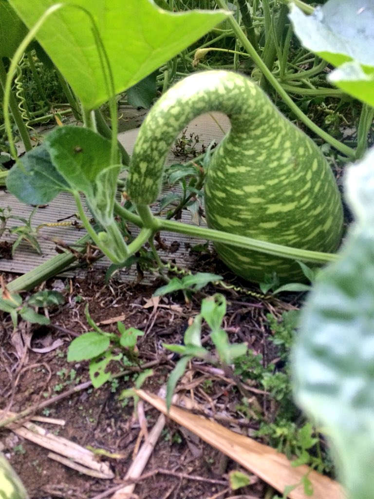 Bulbarelabio's tweet photo. Les queremos mostrar algunas otras especies de calabaza Lagenaria siceraria que cultivamos en nuestro plantio. #gourd #Artesanal #bule #hechoenmexico https://t.co/hOun48E6Cv