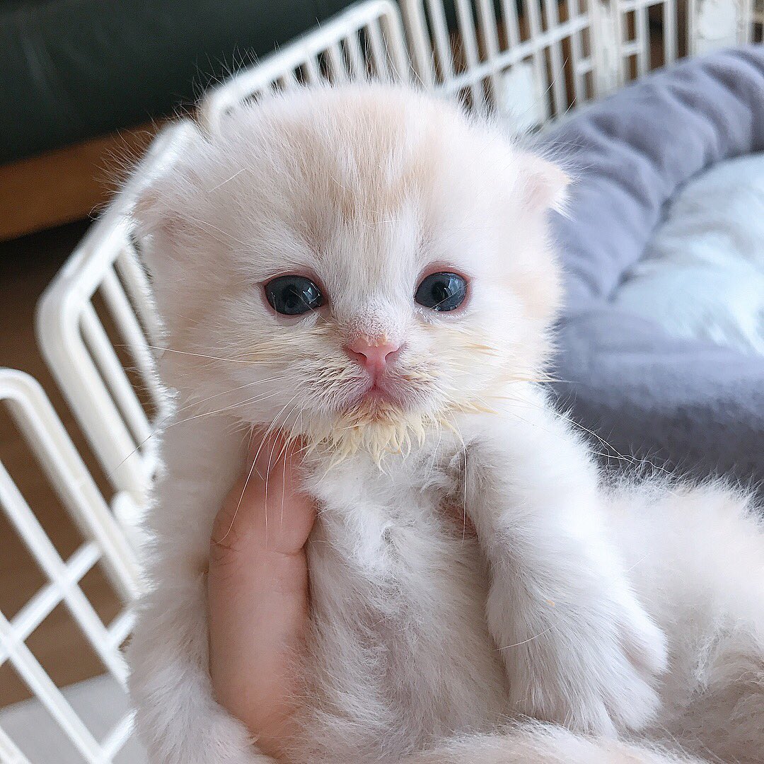 susankimmm's tweet photo. 🤷🏻‍♀️너 이러캐 먹는게 최선이야,,?
🐈쳋,,체선잉대여,,뿌엥(´°̥̥̥̥̥̥̥̥ω°̥̥̥̥̥̥̥̥｀)
#고양이 #아기고양이 #박지훈 https://t.co/xM7URUvpNd