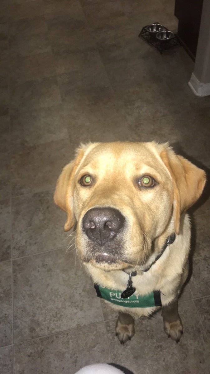 AustinTheDoggo_'s tweet photo. SCHOOLS ALMOST OUT!!!! https://t.co/FjGmpzQvvj