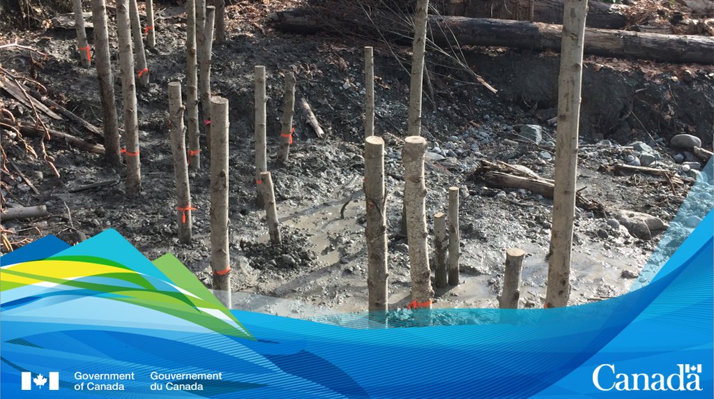 We’re helping to restore and improve habitats for Chinook salmon in the Cowichan and Koksilah Rivers, #BC by providing close to $2.7M to <a href="/Cowichan_Tribes/">Cowichan Tribes</a>. #OceansProtectionPlan ow.ly/6xOV30kbKrg