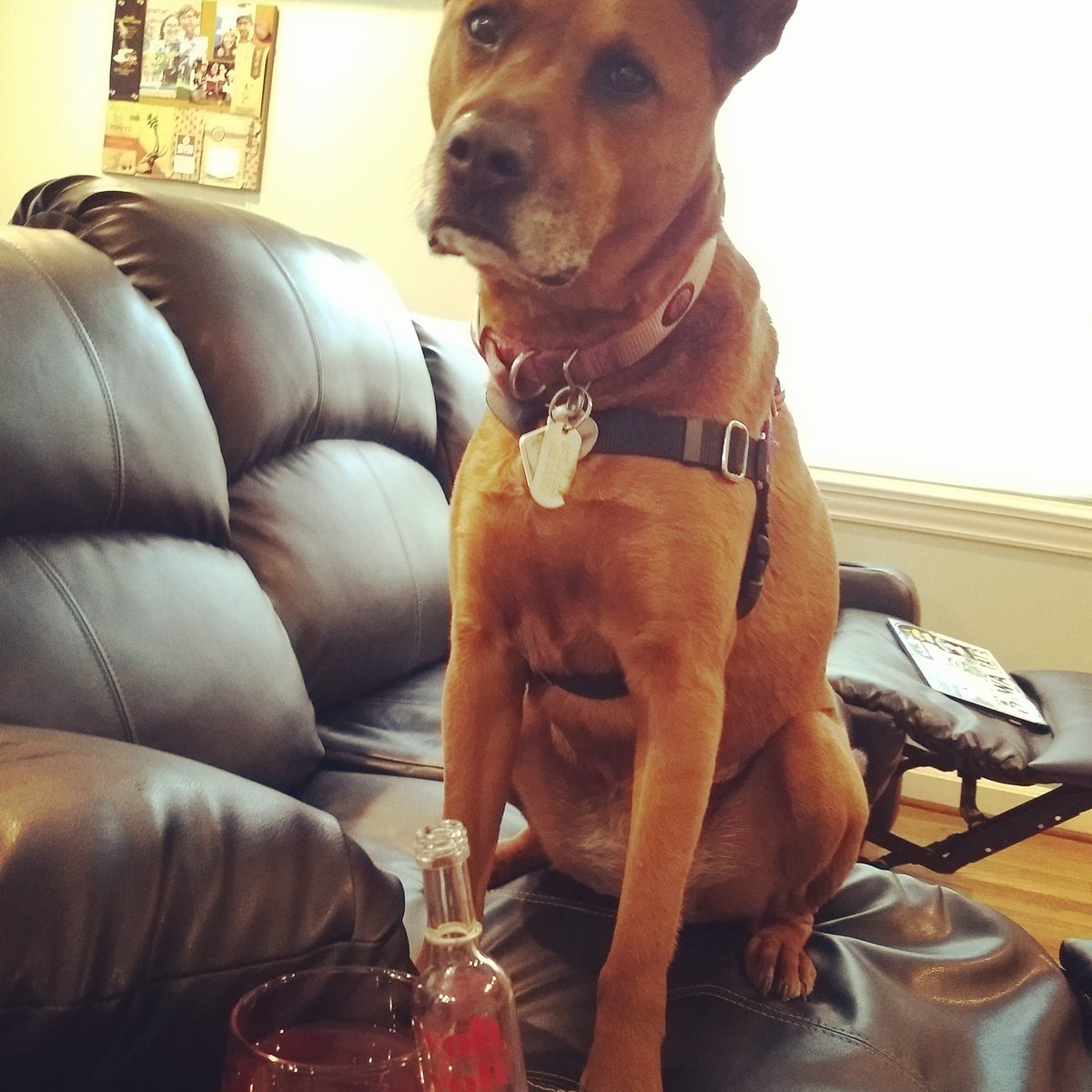 luckythereddog's tweet photo. #readycontest #balloonface https://t.co/2x4hBXOnH9