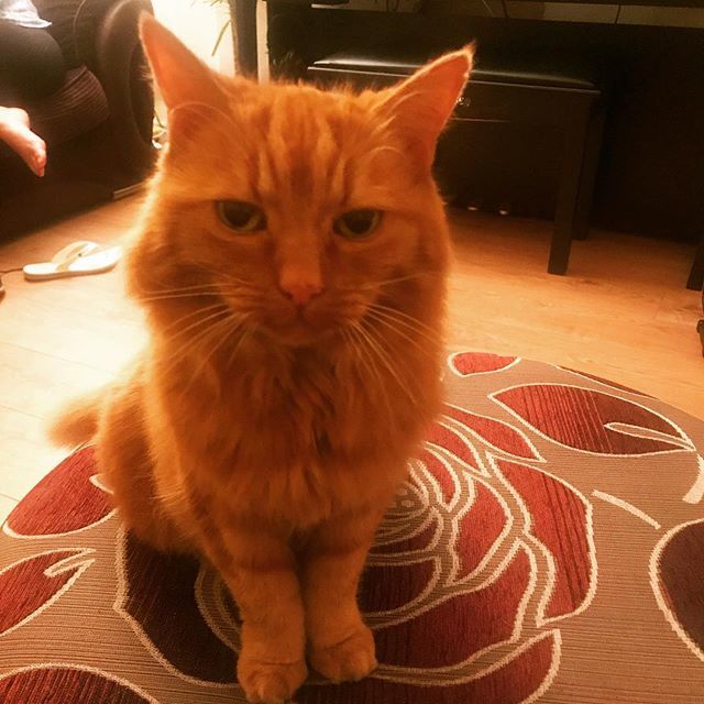heidihurstsmith's tweet photo. Fluffiest kitty in the world π± little Chilli #catsofscotland https://t.co/JbMI1mQtYu