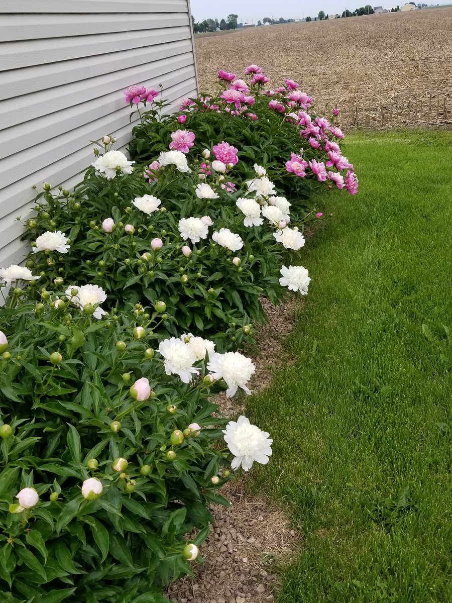 sallyomalley15's tweet photo. First spring in our new house. Turns out we have peonies along the garage! #move2017 https://t.co/m3tQmz5516