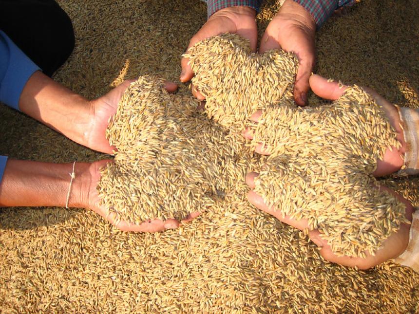 CaracolRadio's tweet image. #CaracolAlCampo | El arroz y la agricultura de precisión. El propósito, cultivos más eficientes y producto de mejor calidad. #Escuche
--- &amp;gt; bit.ly/2tIOizK