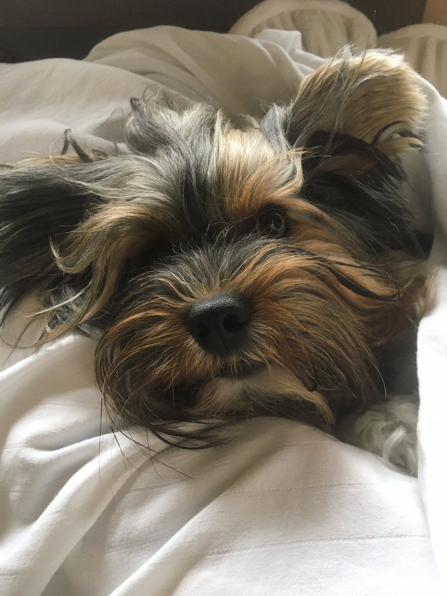 Tomorrow will be good, tomorrow will be your day, each thing that you place in motion, will surely come your way. #thoughts #dogs