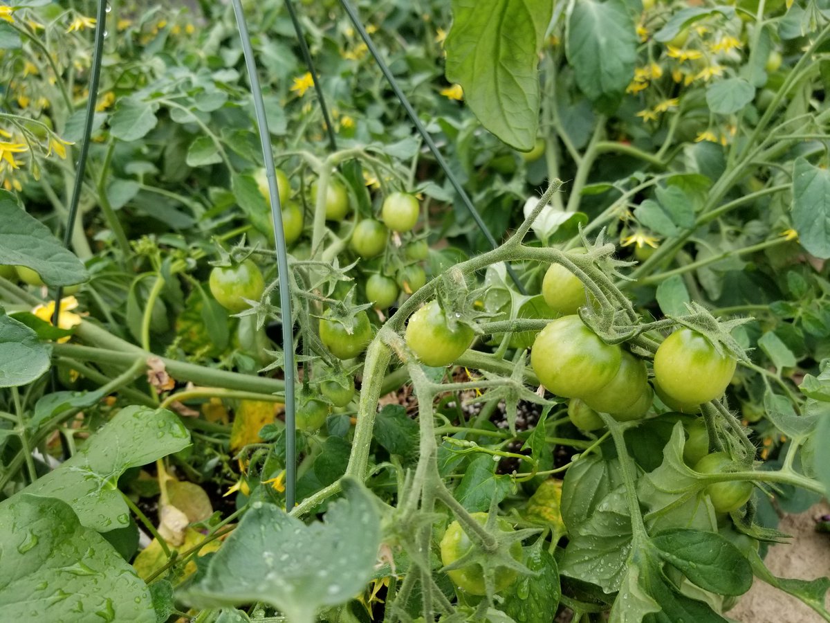 KangroGardening's tweet photo. We are at the Yorkton &amp; Regina Market tomorrow with: mini cucumbers, jade cucumbers, kale, swiss chard, *lettuce, *spinach, eggplant, flower baskets &amp; tumbler tomato baskets. See you tomorrow!

*Lettuce and spinach will only be available at the Yorkton market https://t.co/KkZwD8A27y