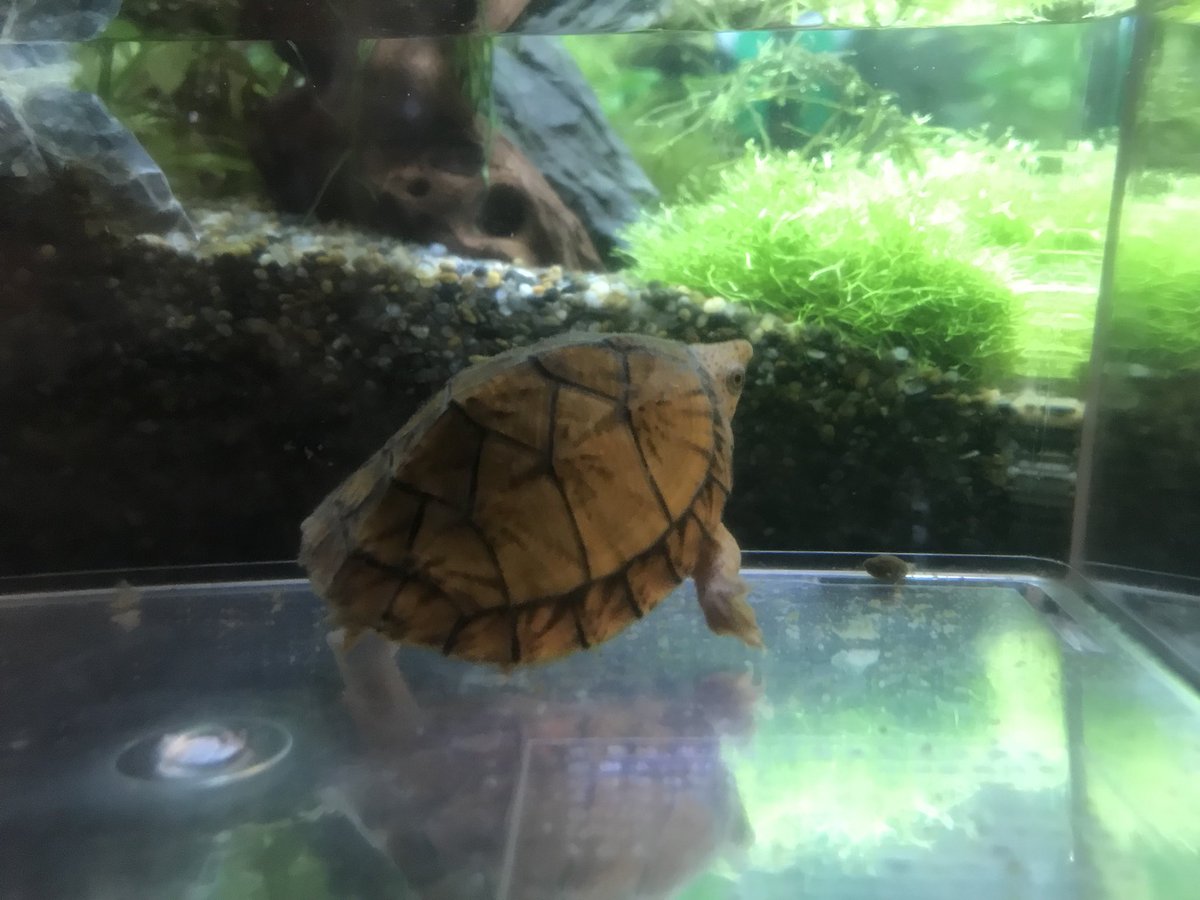 よこし A Twitter カメって想像以上に水汚れるの早いね 仕事行って帰ってきて水汚れてるの見ると 申し訳ない気分だ つd やはり フィルター買うか 水槽も30キューブか45cm規格のやつ買おう オオアタマヒメニオイガメ