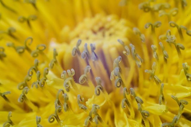 Daverig's tweet photo. Dandelions look so nice up close instead on on my lawn... vile weed...#macro #flower #nature #macrophotography .
.
.
#theIMAGED #artofvisuals #global_hotshotz #igmasters #thecoolmagazine #feedbacknation #agameoftones #creativeunleashed https://t.co/Hx1LsdG6Ty https://t.co/x0Z24JdLa5