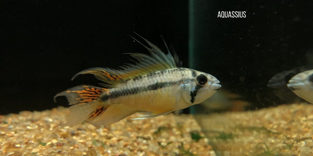 aquassius's tweet photo. Apistogramma cacatuoides, otra especie de cíclido enano ideal para acuarios plantados
#apistogrammacacatuoides #ciclidoamericano #ciclidoenano 
https://t.co/1eoXd60KIa https://t.co/Qv98ipdGZw
