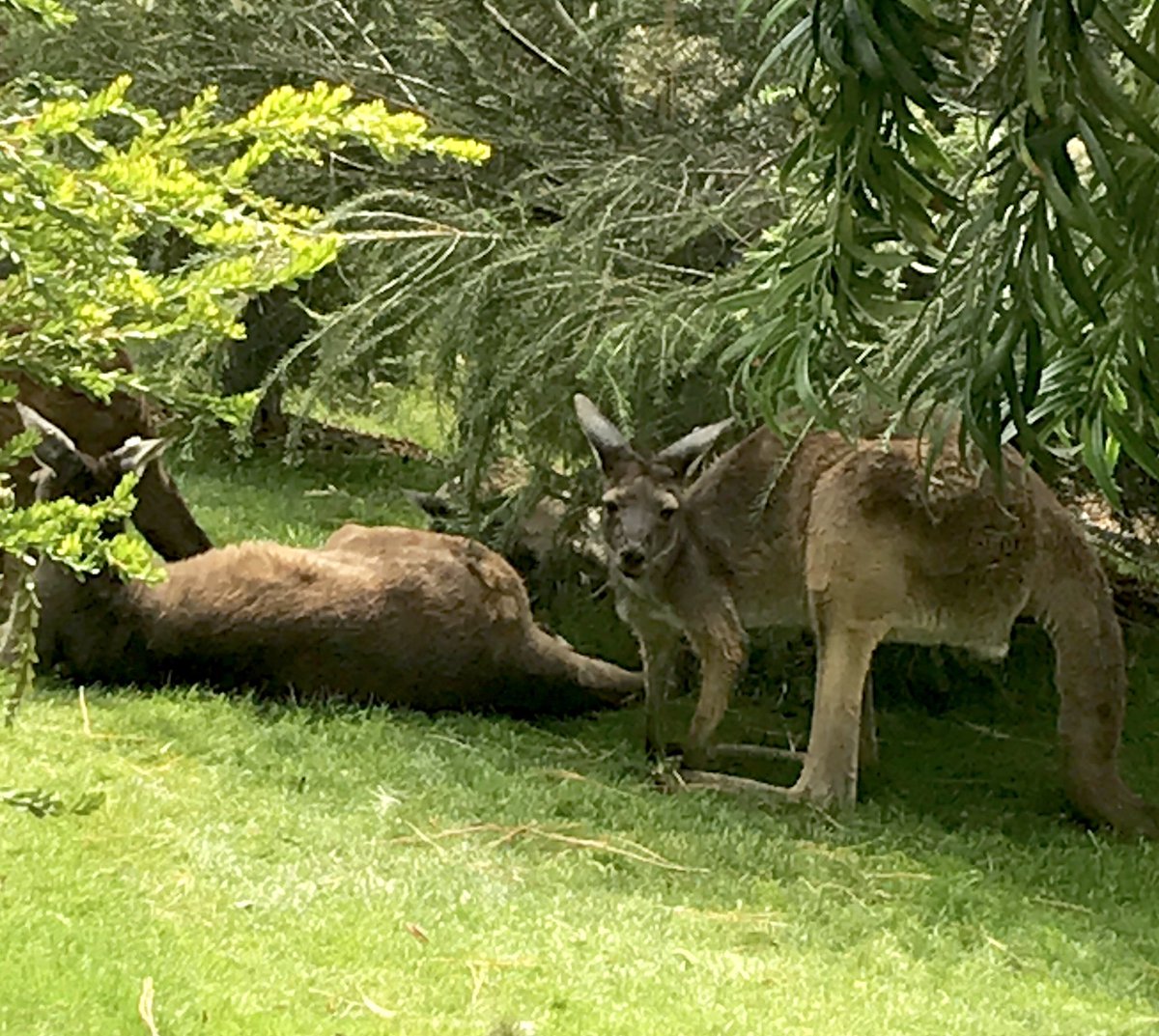 oconnor_tracy's tweet photo. Marsupial sighting in North County San Diego. Opening day of Walkabout Australia. π¦πΊ #sandiegozoosafaripark #sandiego #sandiegozoo #aussiecritters https://t.co/u9NwW3g37b