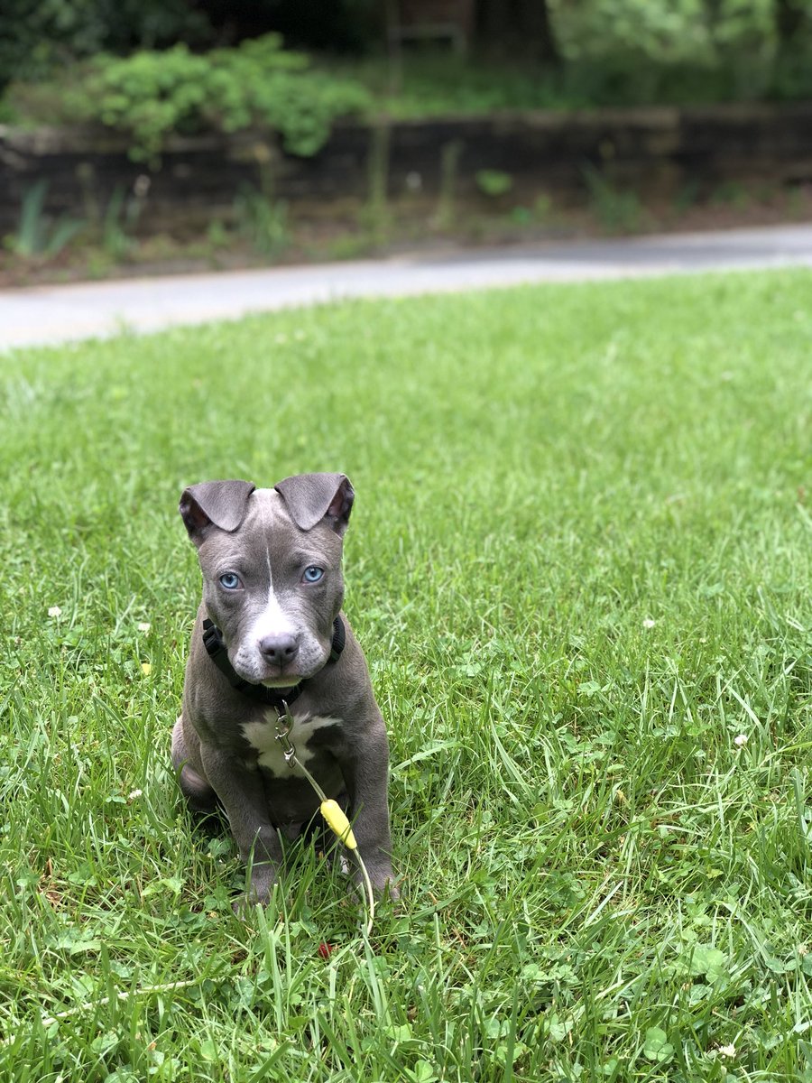 k_luttrull's tweet photo. meet Henny. 💙🐶 my boy is growing up so fast. its not even been a week and hes so big. 😌 https://t.co/A0zj8U7hgx