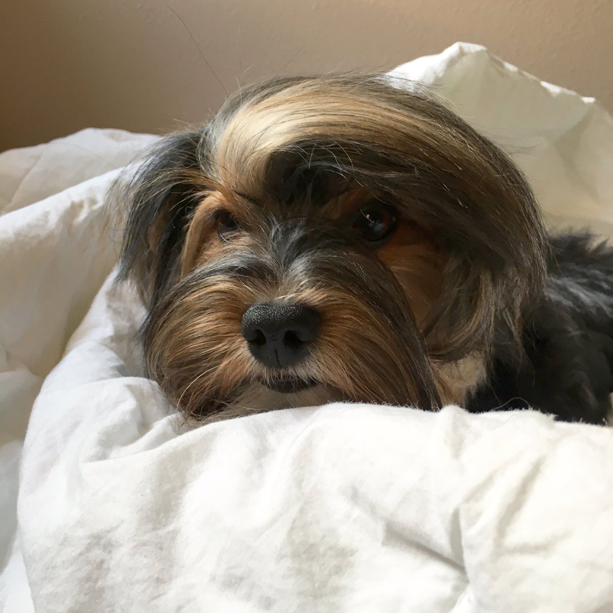 I've gotten through this week, from me you won't hear a peep, you'll find me fast asleep and that's a promise I will keep! #vibes #dogs