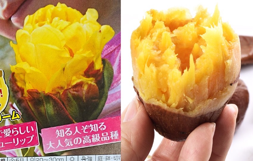 تويتر 株 国華園 公式 على تويتر ところで左は植物カタログ表紙掲載の最新高級チューリップの バナナアイスクリーム 右は編集部スタッフ内で完全に一致と話題の美味しいさつまいも 安納芋 でございます T Co M15nd471iy