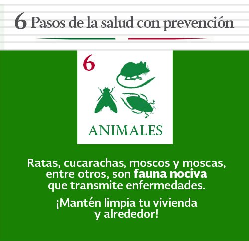 sanchezytepoz's tweet photo. #Paso6. Mantén limpia tu casa para evitar la propagación de la fauna nociva. #6PasosDeLaSalud con #Prevención https://t.co/JDmHovIfSV