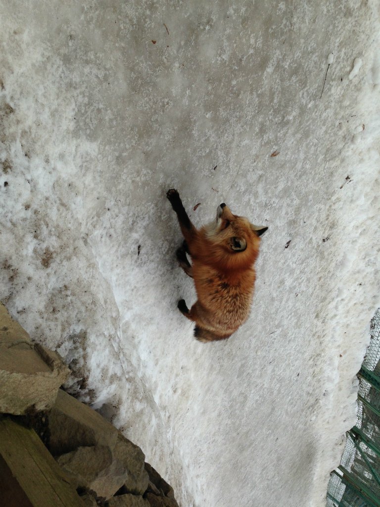 キツネ画像bot (@fox_mods) on Twitter photo 