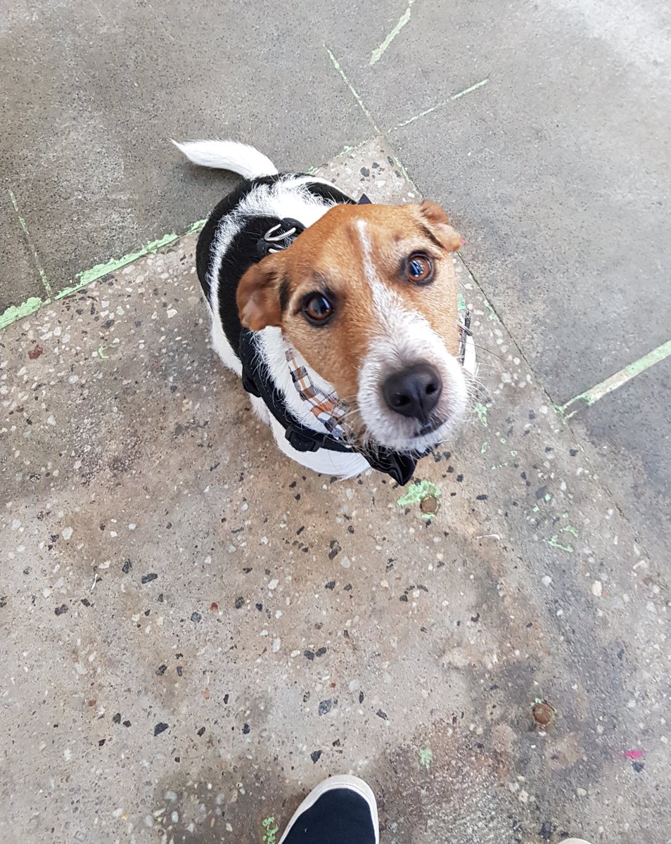 MariaSIMPLEPLAN's tweet image. I truly pride myself on being the most extra dog mum you'll ever meet.