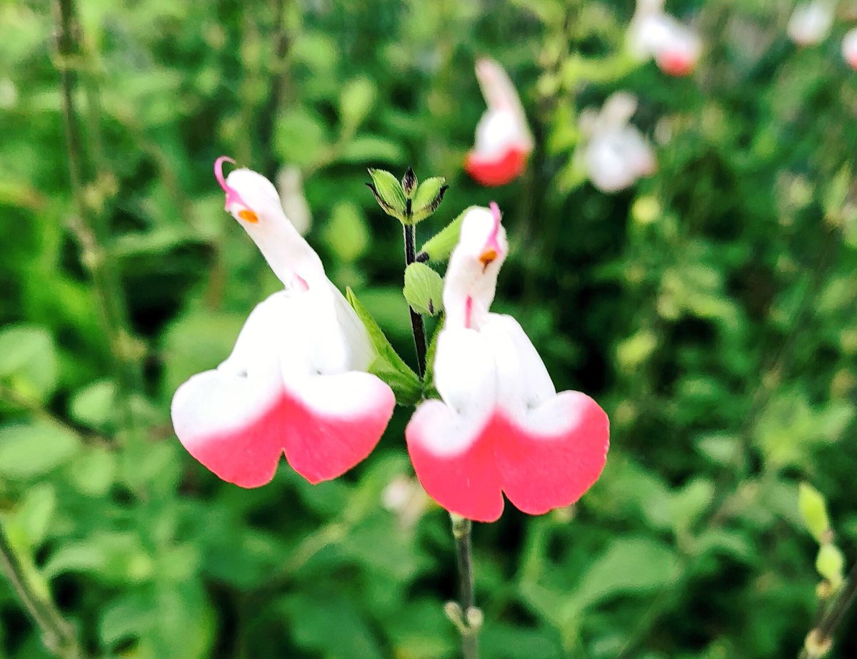 チェリーセージの花言葉