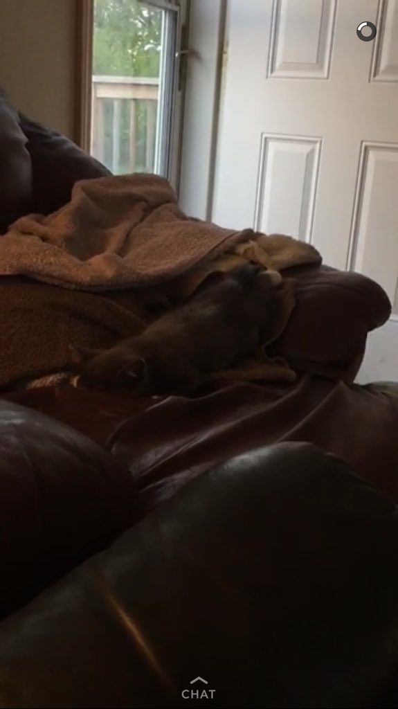 corynnefellows's tweet photo. How my new kitten takes naps #facesmoosh https://t.co/oldovdvfMU