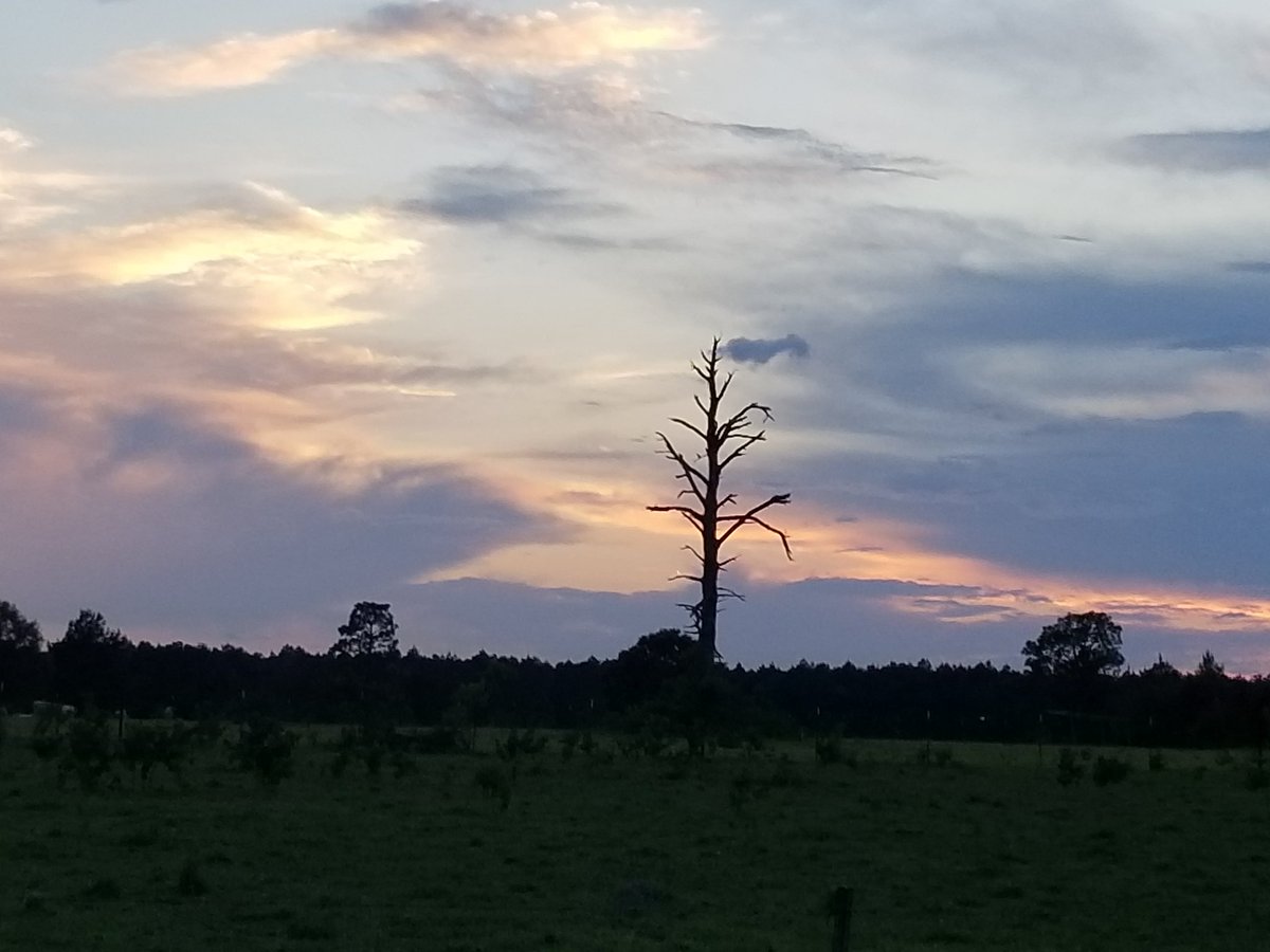 JPLEDOUX's tweet photo. Even the tree loves the evening sky. Thank you  God for a beautiful evening after a great day. 
JESUS I TRUST IN YOU 
; )    <^> https://t.co/2WJb9yxZKa