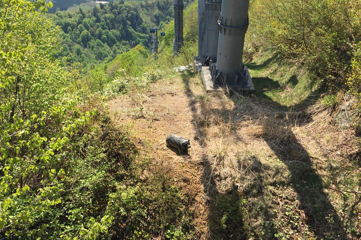 苗場 ドラゴン ドラ