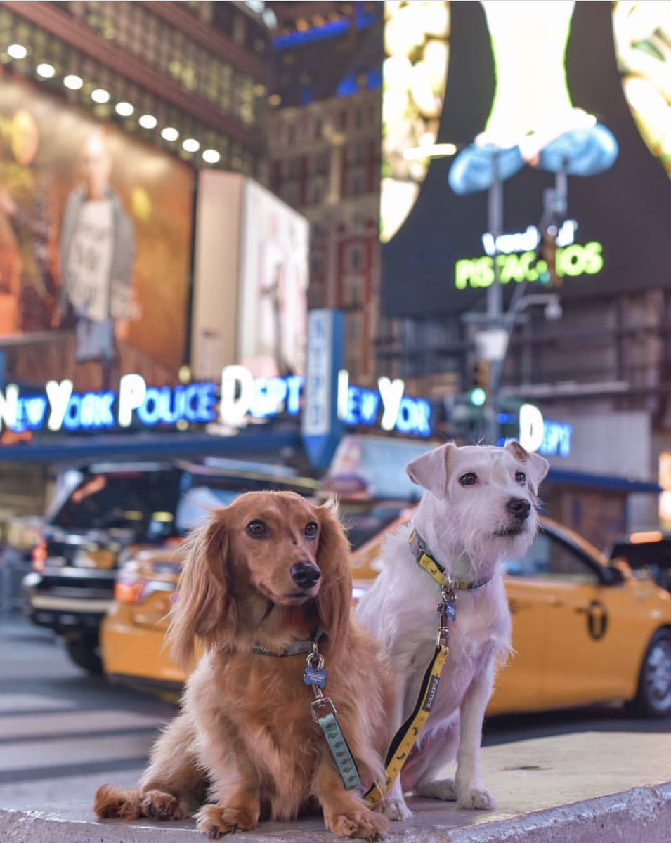 Concrete jungle where dreams are made of
There’s nothing you can’t do, now you’re in New York!
These streets will make you feel brand new
Big lights will inspire you
Hear it for New York, New York! #FuzzYard #DjangoandChloe