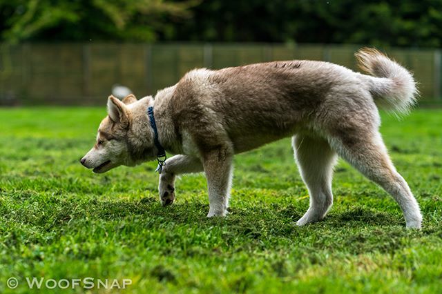 WoofGroup's tweet image. The pose... Serious.