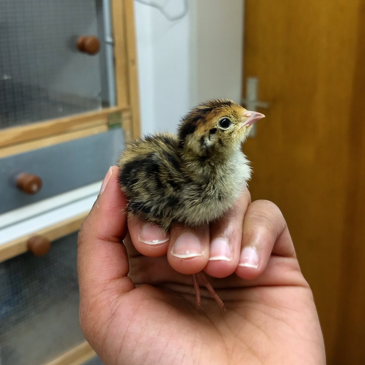 ChitiArvind's tweet photo. Quail parties can be cool. We have had a ~80% hatching success rate from Batch 1 and have 92 chicks!
#quailupdates #maternalinvestment #ornithology #SaturdayMotivation https://t.co/FDJ5MZ9ofV