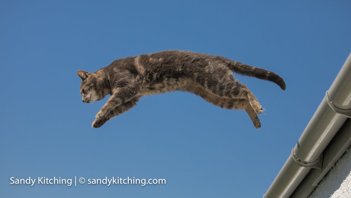 sandykitching's tweet photo. Cecil's catrobatics #silvertabby #photoshoot #leapingcat https://t.co/7pZsFuiC0q