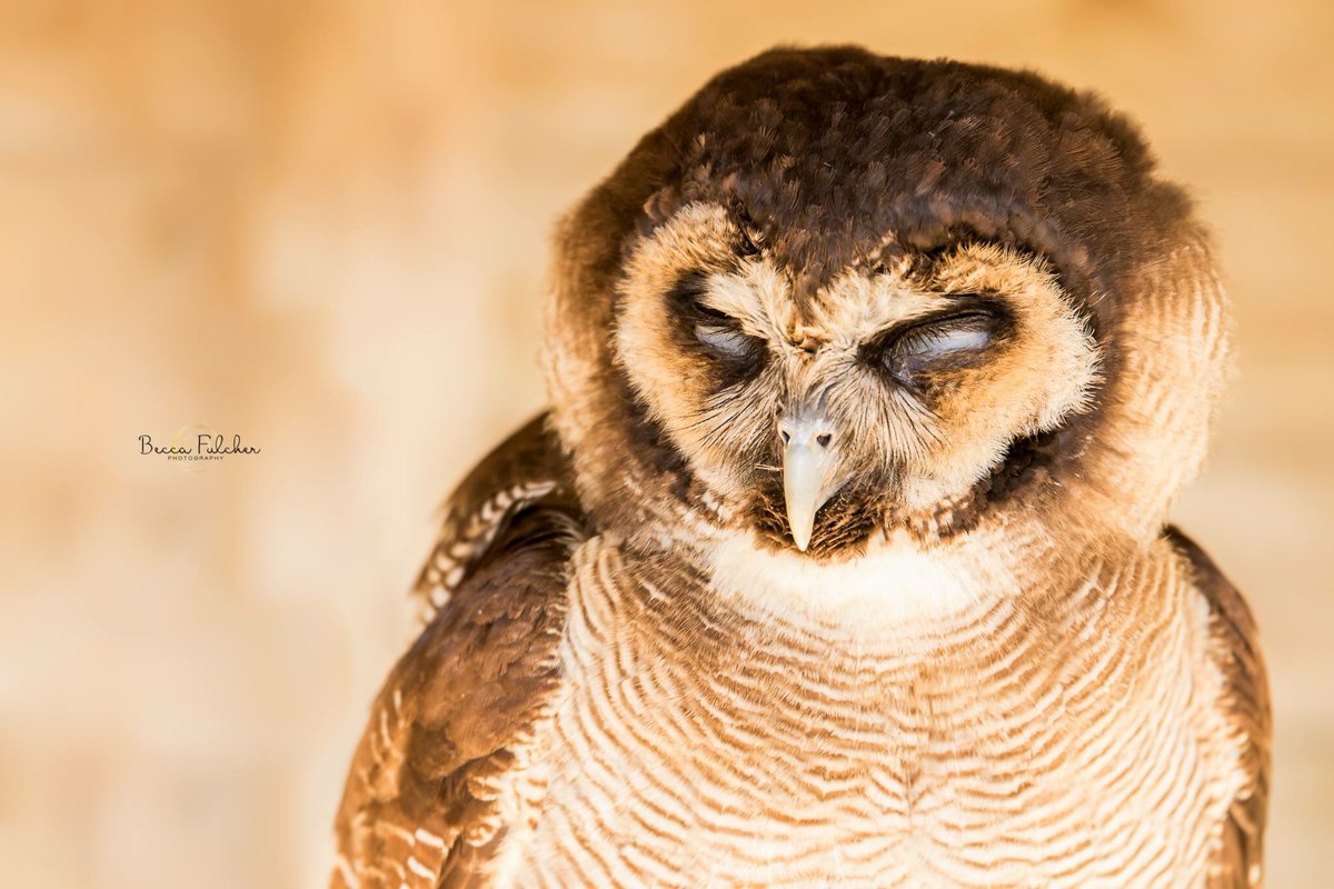 Captive owl at Herring Green Farm 🦅📸 #lifethroughalens @TamronUK   70-200f2.8 @CanonUKandIE 7dmkii