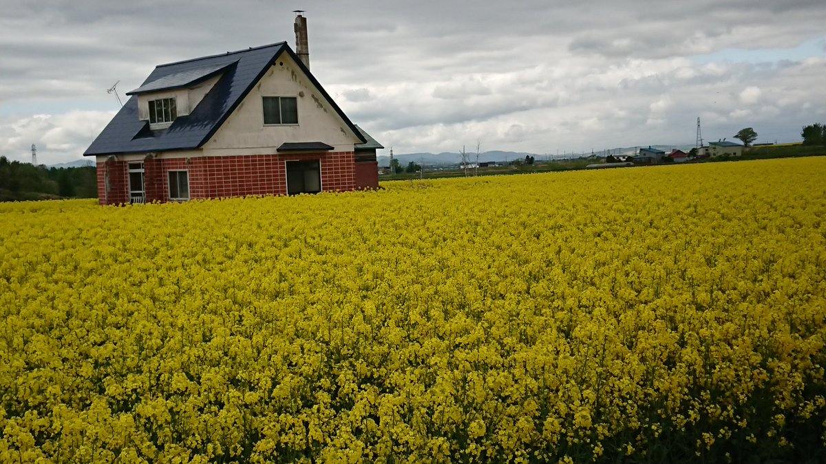 Gunnm0312's tweet photo. 果てしなく菜の花(о´∀`о)

菜の花の中にお家(*´∀`)♪

ここは天国ではないよね（；￢＿￢）

#北海道 #菜の花 https://t.co/9qYVeuWrxo