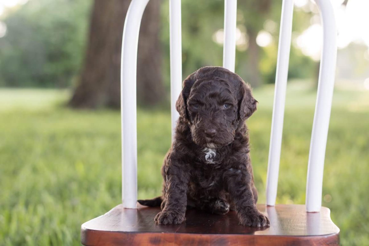 TLabradoodles's tweet photo. PENDING - Rainvow Collar - Brown Abstract Female. {Possibly silver beige or cafe au lait} Born: 04/27/18 #timbercreeklabradoodles #labradoodle #puppyforsale #adorable #cuddlebuddies #bestfrieds #puppy #puppies #dog #lovable #loyal #greatpets #smart #homeraised #cuddles #doodle https://t.co/uSHoOiKW4x