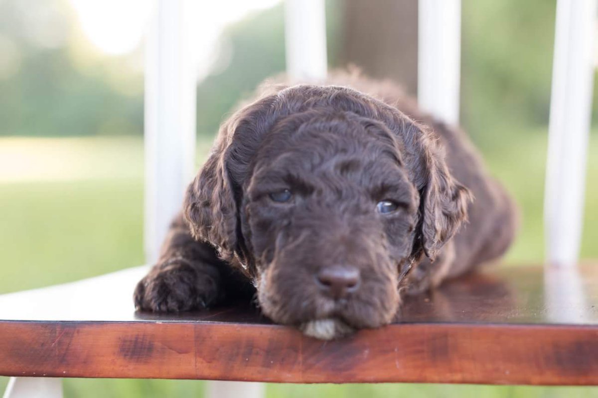 TLabradoodles's tweet photo. PENDING - Rainvow Collar - Brown Abstract Female. {Possibly silver beige or cafe au lait} Born: 04/27/18 #timbercreeklabradoodles #labradoodle #puppyforsale #adorable #cuddlebuddies #bestfrieds #puppy #puppies #dog #lovable #loyal #greatpets #smart #homeraised #cuddles #doodle https://t.co/uSHoOiKW4x