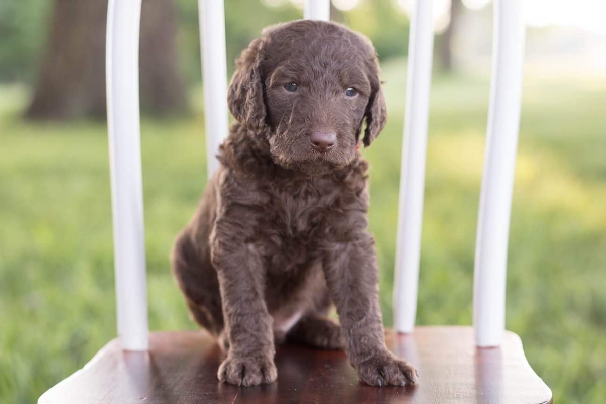 TLabradoodles's tweet photo. PENDING - Red Collar - Solid Brown Male. {Possibly silver beige or cafe au lait} Born: 04/27/18 #timbercreeklabradoodles #labradoodle #puppyforsale #adorable #cuddlebuddies #bestfrieds #puppy #puppies #dog #lovable #loyal #greatpets #smart #homeraised #cuddles #doodleaday https://t.co/dgPH3lpZkK