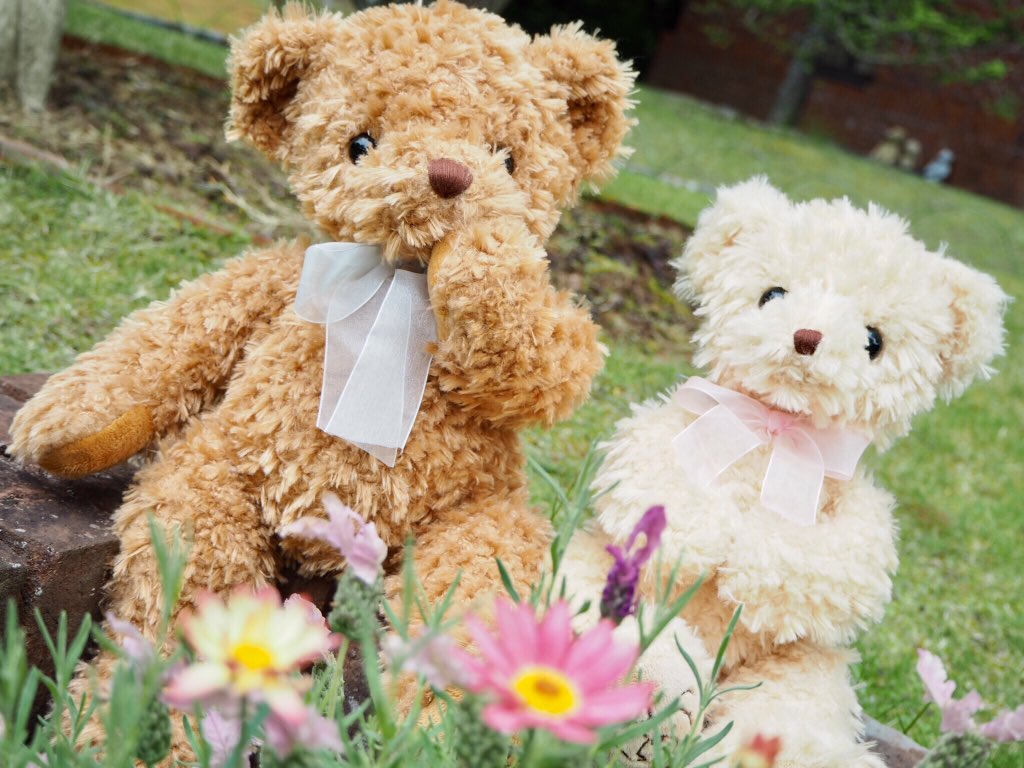 ショップ人気商品🐻✨ テディベアミュージアム オリジナルベア