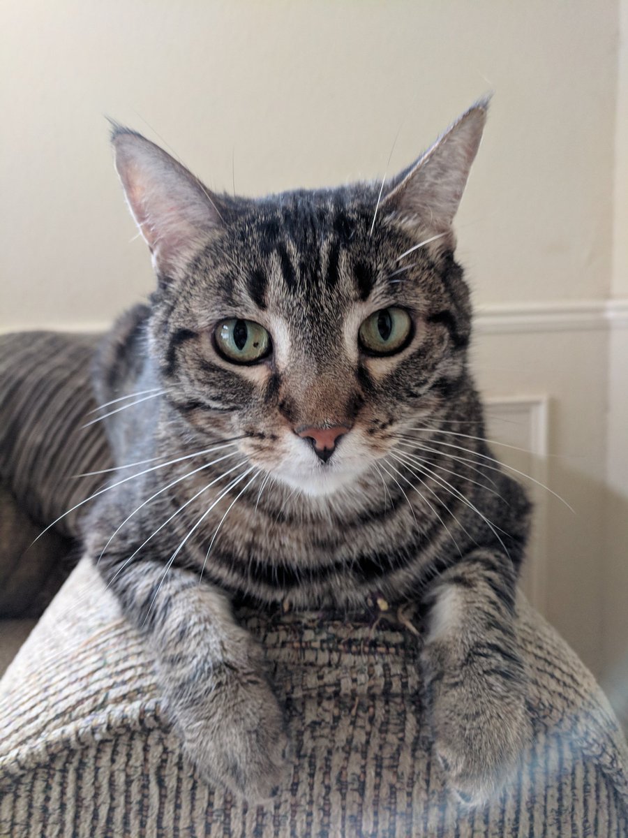 Another__Castle's tweet photo. Kitty stream is upon us! Come midnight central we will be streaming Stardew Valley! My first impressions! Come be a part of the cuteness!
https://t.co/tcxl7ezAq6 https://t.co/FFFgSlaP7P