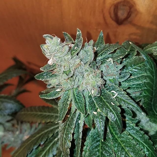 HouseOfMedsSF's tweet photo. 🌴Sour Dubb with a seed poking out of it. 🌴
.
.
 This project has actually been fun. It reminds me of how much there still is to learn.  For years we frowned upon feminized seed, but I see the value now. A friend said something to me today about how l… https://t.co/YPi04tmzJB https://t.co/Ipo4CRyCEr