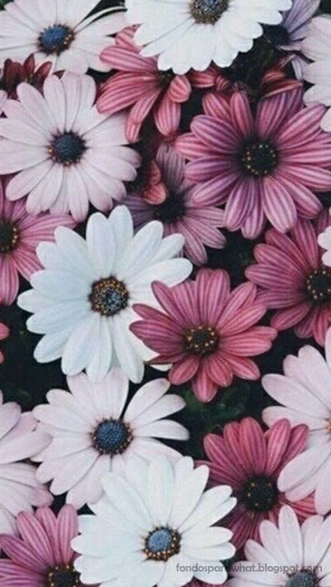 wallpaperdays's tweet photo. #GoodMorningWorld #Flowers #pink https://t.co/4vrvuuNLO0