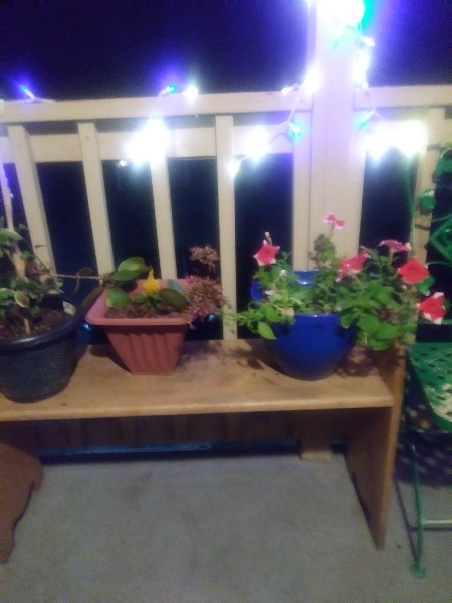 46nascargirl's tweet image. Me trying to get my green thumb going on #plantproblems