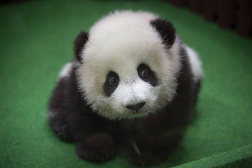 Danie Sprague V Twitter Too Cute A Baby Panda Born In A Malaysian Zoo Five Months Ago Has Made Her First Media Appearance The Female Panda Not Yet Been Named Is The